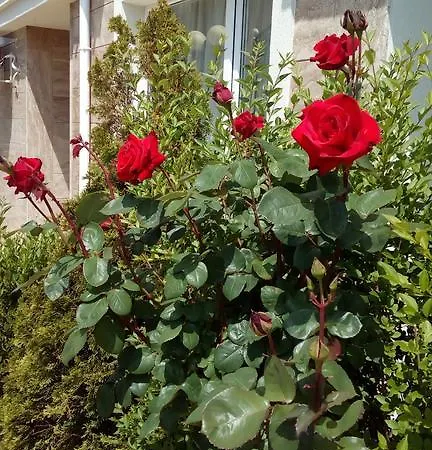 In Rodina 1 Sveti Vlas
